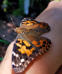 Butterfly Garden: Farm Habitat and Live Cup of Caterpillars – Life Science & STEM Education Butterfly Farm 41 71URSd2P1rL