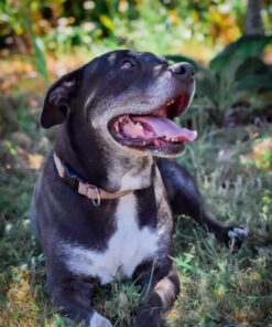 Sigma 18-35mm F1.8 Art DC HSM Lens for Nikon US Version 56 71URvmNNPmL