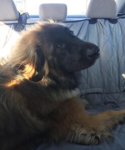 Leash Boss Dog Car Seat Belt Restraint - No-Chew Heavy Duty Car Seatbelt for Pets - 5 Sizes - Coated Steel Rope to Prevent Chewing (31 in) Black - 1-Pack 31in 29 71USEvGS1L