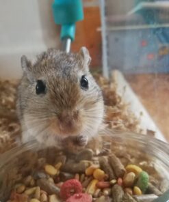 Small Pet Select Premium Small Animal Bedding, Natural Soft Paper Bedding for Small Indoor and Outdoor Pets, Made in USA, Jumbo Size 178 L Pack 49 71UT1XqDSGL