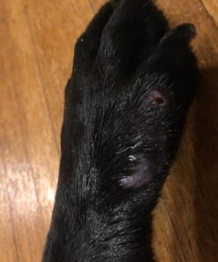 Grannick's Bitter Apple for Dogs Spray Bottle, 16 Ounces, Golds & Yellows (1116AT) 16 Ounces (Pack of 1) 34 71UX9zZSrLL