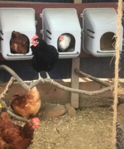 Little Giant® Plastic Chicken Nesting Box | Chicken Nest Box for Laying Hens | Chicken Bed | Egg Laying Chicken Box | Chicken Perch | Nesting Box for Chicken Coops 25 71UaIarzAVL