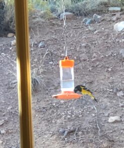 First Nature 3088 32-ounce Oriole Feeder 29 71UbvDeFoJL