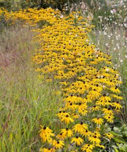 Outsidepride Perennial Rudbeckia Hirta Black-Eyed Susan Wild Flowers - 5000 Seeds 17 71UcHh8aqpL