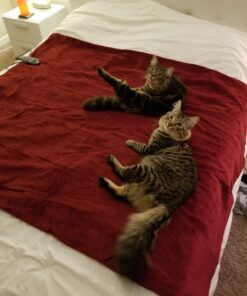 Sunbeam Royal Luxe Cabernet Heated Personal Throw / Blanket, Cozy-Warm, Adjustable Heat Settings 31 71UgxMyv71L