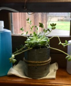 Mkono 2 Pack Watering Can, 250ML and 500ML Succulent Watering Bottle Plant Flower Squeeze Bottle Plastic Bend Mouth Safety Wash Bottle, Small and Medium, White 41 71Ui50iGbLL