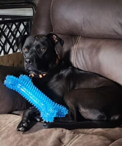 Wisdom Panel Breed Discovery Dog DNA Kit: Most Accurate Dog Breed Identification, Test for 365+ Breeds, MDR1 Health Test, Ancestry, Relatives 30 71UjTWtmbgL