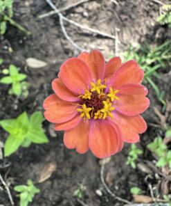 Outsidepride Zinnia Elegans Lilliput Heat & Drought Tolerant Garden Cut Flower Mix - 1000 Seeds Lilliput Mix 53 71UkCpgEFxL