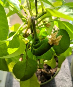 NuMex Big Jim Chili Pepper Seeds ► Heirloom NuMex Pepper Seeds (10+ Seeds) Award Winning 12+ inches Long! ◄ by PowerGrow System 7 71UoZLDId7L