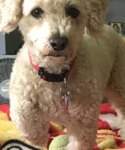 Arm & Hammer for Pets Fresh Breath Kit for Dogs | Contains Toothpaste, Toothbrush & Fingerbrush | Reduces Plaque & Tartar Buildup | Safe for Puppies, 3-Piece Kit, Chicken Flavor Dogs - Chicken Flavor 2.5 Oz (Pack of 1) 35 71UpCeaPeqL