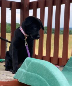 Seresto Large Dog Vet-Recommended Flea & Tick Treatment & Prevention Collar for Dogs Over 18 lbs. | 8 Months Protection 1 Pack Large Dog Only 38 71UqGuTFeWL