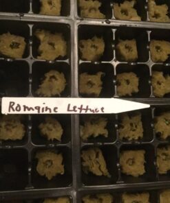 Organic Lettuce Seeds, APPR. 1,100, Parris Island Romaine Lettuce, Heirloom Vegetable Seeds, Certified Organic, Non GMO, Non Hybrid, USA 14 71UsdMqxIrL 1