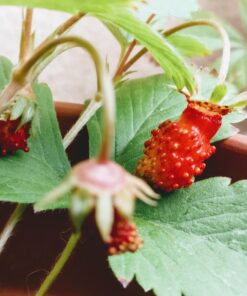 Click and Grow SGR24x3 Smart Garden Wild Strawberry Plant Pods, 3-Pack 31 71UtDmkMu4L