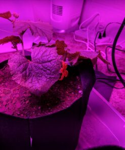 KingLED Newest 3000w LED Grow Lights with LM301B LEDs 4 * 2ft Coverage Full Spectrum Grow Lights for Indoor Hydroponic Plants Veg Bloom Greenhouse Growing Lamps 53 71Uu9vMxC2L