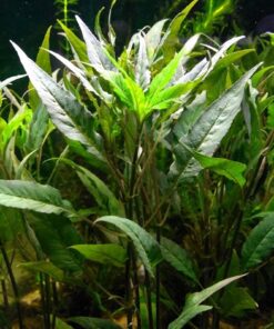 Florida 10 Species Live Aquarium Plants Bundle 30 71UuyQ alS
