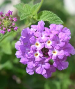 Nikon D3300 DX-format DSLR Kit w/ 18-55mm DX VR II & 55-200mm DX VR II Zoom Lenses and Case (Black) 50 71UvZac4zmL