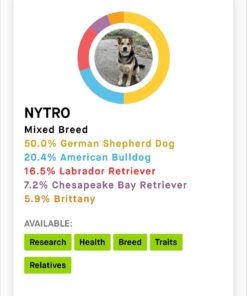 Embark Breed & Health Kit (2 Pack) - Dog DNA Test - Discover Breed, Ancestry, Relative Finder, Genetic Health, Traits, COI 2 Count (Pack of 1) 29 71UxNg7czL 1