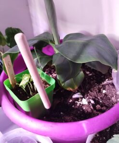 Miracle-Gro Moisture Control Potting Mix - Soil for Indoor & Outdoor Containers, Added Fertilizer Feeds Up to 6 Months, 8 qt. 8 qt. 41 71UxTTpY4HL