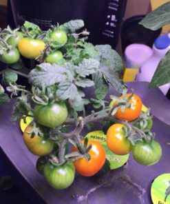 AeroGarden Salsa Garden Seed Pod Kit, 7 29 71UxigU6cJL