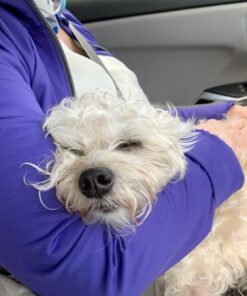 Cedarcide Original Bug Spray | Repel & Kill Fleas, Ticks, Mosquitoes, Mites, Ants & Chiggers | for use on People, Pets & Home | Natural Cedar Oil | Eco-Friendly | Quart 11 71UzxsQKQiL