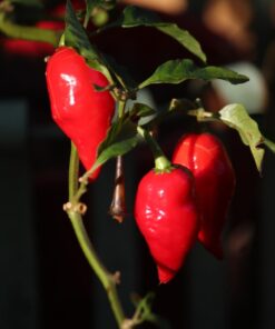 Fotodiox Pro Lens Mount Adapter with Auto-Exposure, Auto-Focus and Auto-Aperture, Canon EOS EF EFs Lens to EOS M EF-m Camera Body Canon EOS EF/EF-S (Auto) 27 71V B2jeXhL