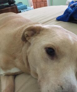 Nylabone Natural Nubz Edible Dog Chews, 22 Count 22 Pack Large - 30+ lbs. 20 71V19hobxfL