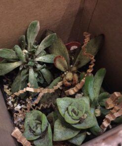 Succulent Assorted Pack- Perfect for Weddings, Party Favors, Home Gardens, and Social Events by Jiimz (15 Pack) 66 71V1TRLe fL