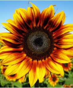 Seed Needs, Firecracker Sunflower (Helianthus annuus) Twin Pack of 85 Seeds Each 21 71V2L33 FwL