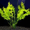 Aponogeton Ulvaceus Bulb - Aquarium Plant for Aquariums with temperatures Under 72F 43 71V2LaRjpoL