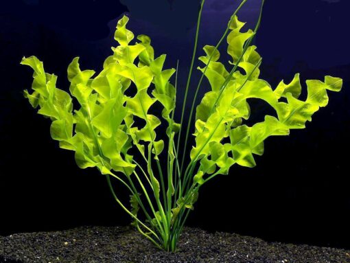 Aponogeton Ulvaceus Bulb - Aquarium Plant for Aquariums with temperatures Under 72F