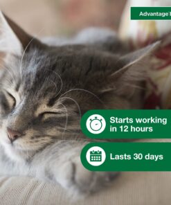 Advantage II Small Cat Vet-Recommended Flea Treatment & Prevention | Cats 5-9 lbs. | 6-Month Supply 6 Pack Small Cat only 23 71V5OuGickL