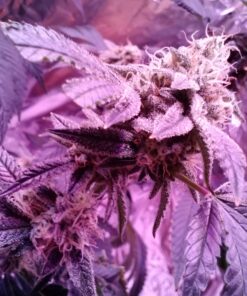 Advanced Nutrients 2320-12 Bud Candy Fertilizer, 250 mL, 250 Liter, Brown/A 8.4535 Fl Oz (Pack of 1) 14 71V6h7hWIBL