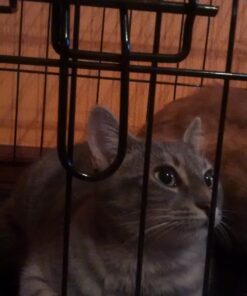 Dog Crates for Small Dogs - Dog Crate 20" Pet Cage Single-Door Best for Puppy & Kitten Pets - Wire Metal Kennel Cages with Tray - in-Door Foldable & Portable for Animal Out-Door Travel 20.0"L x 13.0"W x 16.0"H 33 71V8Rrb648L 1