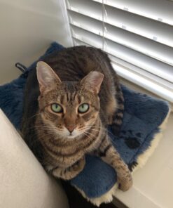 MidWest Homes for Pets Reversible Paw Print Pet Bed in Blue / White, Dog Bed Measures 17L x 11W x 1.5H for 'Tiny' Dog Breed, Machine Wash 17.0"L x 11.0"W x 1.5"Th 41 71VBQ0sMoTL