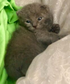 Royal Canin Feline Health Nutrition Kitten Dry Cat Food, 15 lb bag 15 Pound (Pack of 1) 31 71VCqFbAIqL