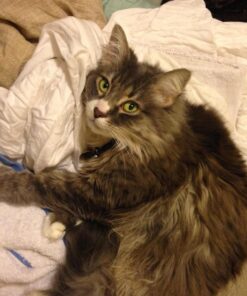 Capstar Fast-Acting Oral Flea Treatment for Dogs 32 71VDmetiATL