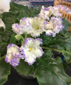 Maxicrop Liquid Seaweed (Kelp Extract, 32 Oz 28 71VFwHHqEBL