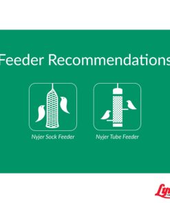 LEBANON SEABOARD SEED CORP 26-47273 Nyjer Seed, 3 lb. 10 71VGTFB5SuL