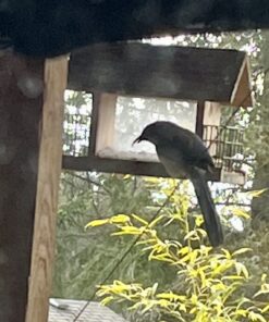 Wagner's 13008 Deluxe Wild Bird Food, 10 lb Bag Original Version 36 71VJvTPQaL