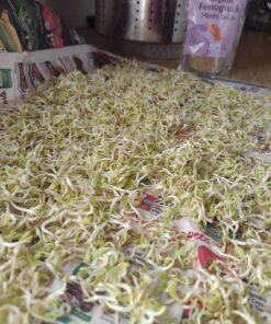 Jiva Organic Fenugreek Seeds 7 Ounce – Non-GMO, Gluten Friendly, All Natural Fenugreek Spice – Organic Fenugreek Seeds for Hair Growth, Cooking & Sprouting - Methi Seeds for Methi Dana Water 31 71VKLveC5L