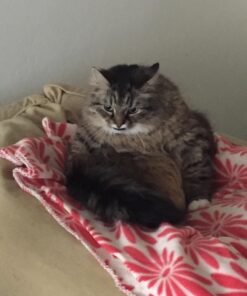 Purina Fancy Feast Dry Cat Food with Savory Chicken and Turkey - 12 lb. Bag Chicken & Turkey 12 Pound (Pack of 1) 44 71VMPfIChqL