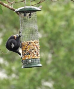 Premium Steel Sunflower Seed and Peanut Feeder, 9.5" Tall, Wild Bird Feeder for Woodpeckers, Titmice, Nuthatches, Chickadees, Jays and More, Gifts for Mom, for Women, Gifts for Dad 9.5 inch 29 71VMQFjE6rL