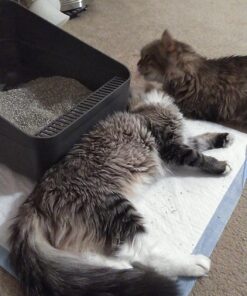 Dr. Elsey's Premium Clumping Cat Litter - Cat Attract - 99% Dust-Free, Low Tracking, Hard Clumping, Superior Odor Control, Natural Herbal Attractant, Unscented & Natural Ingredients, 40 lb 40 Lb / 18.14 Kg 30 71VNKYAOvL