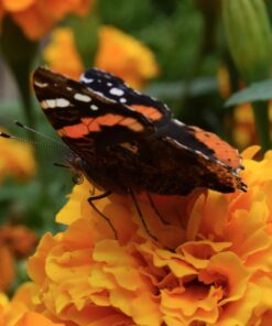 Nikon D5300 24.2 MP CMOS Digital SLR Camera with 18-55mm f/3.5-5.6G ED VR Auto Focus-S DX NIKKOR Zoom Lens (Black) 76 71VNl530DtL