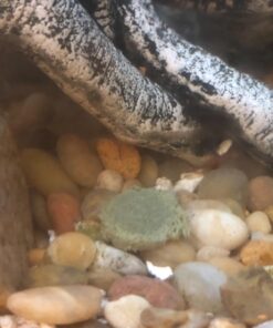 Aquatic Arts Algae Wafers (8 Ounce) Sinking Food for Live Aquarium Shrimp, Fish (Pleco/Tetra), Snails, and Bottom Feeders | High Protein Spirulina Blend Fish Food for Fish Tank Aquariums 32 71VOxDxvQjL