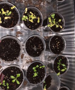 Sow Right Seeds - Flower Seed Collection - Carnation, Gayfeather, Dahlia, Morning Glory, Larkspur, Balsam, Snapdragon, Phlox, Zinnia, & Daisy - Non GMO Heirloom Seeds for Planting - 10 Packets 44 71VPRkDhNkL