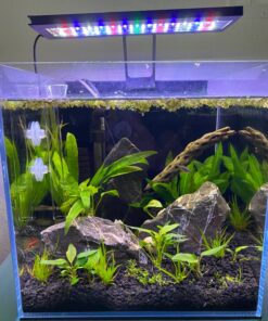 CaribSea Eco-Complete 20-Pound Planted Aquarium, Black 20 POUNDS 35 71VR3gmouL