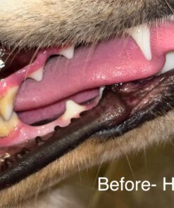 Vet’s Best Enzymatic Dog Toothpaste | Teeth Cleaning and Fresh Breath Dental Care Gel | Vet Formulated | 3.5 Ounces 1 Count 33 71VRj2PafhL