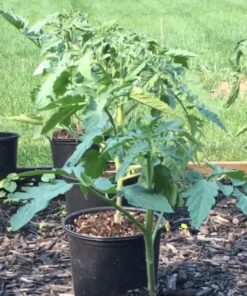 Burpee SteakHouse Hybrid Non-GMO Large Beefsteak Garden Produces Giant 3 LB Fresh Tomatoes | Vegetable Planting, 25 Seeds 44 71VSaRZL1RL