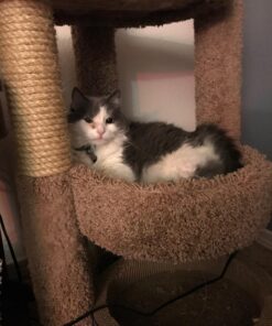 Comfort Zone Feliway Diffuser Refills for Cats and Kittens, 2 Pack 31 71VTBdwhYsL